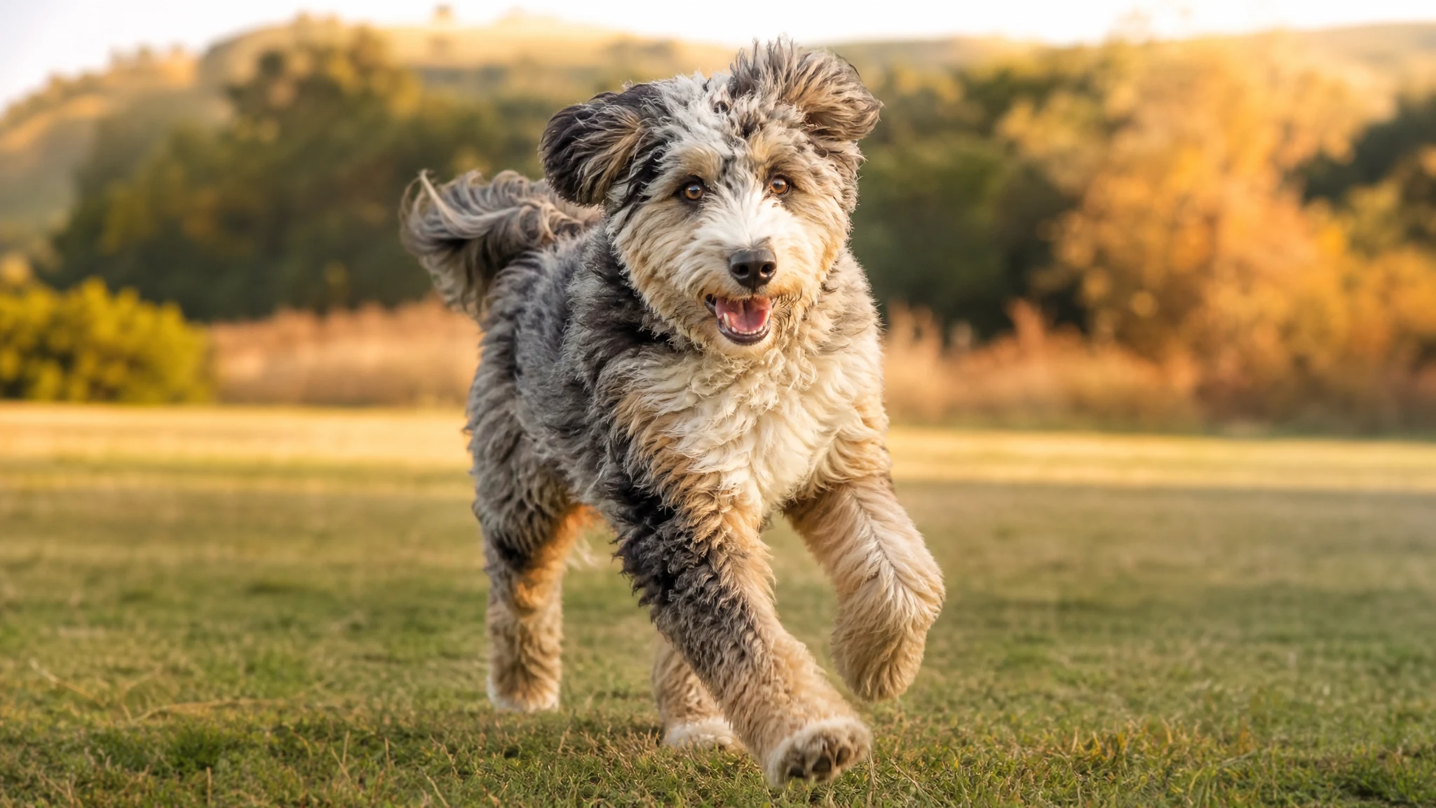 Aussiedoodle Sports and Jobs: Putting the Breed's Instincts to Work